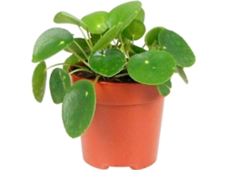 Planta Natural BIOMAPLANTS Pilea Peperomioides (10-20 cm)