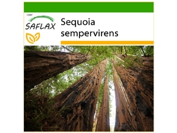 SAFLAX Secuoya roja 50 semillas Con sustrato de cultivo libre de gérmenes Sequoia sempervirens
