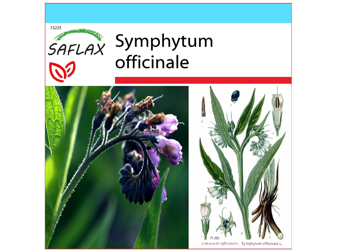 SAFLAX Set de regalo Consuelda 15 semillas Con caja de regalo, etiqueta de envío, tarjeta de regalo y sustrato de cultivo. Symphytum officinale