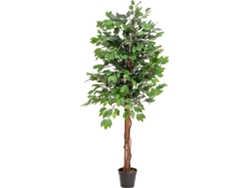 Planta Artificial EUROPALMS Ficus Multi Trunk (Verde - 150 cm)
