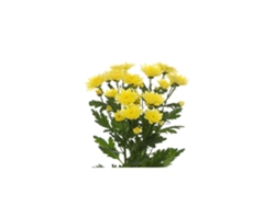 Margarita Crisantemo | Flor Natural | Crisantemo Euro | Ramo De 5 Tallos | 70cm De Alto Amarillo
