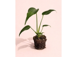 Monstera Burle Marx M - Planta de interior natural premium - PUR PLANT