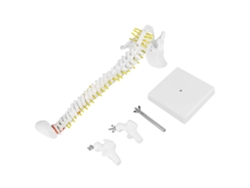 Modelo Flexible Y Desmontable De Columna Vertebral Humana De 38 Cm Para El Estudio Y La Enseñanza De La Anatomía Ósea.