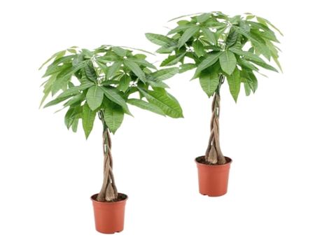 Plantas verdes - PLANT IN A BOX - Pachira Aquatica - Set de 2 - Maceta 17cm - Altura 60-70cm