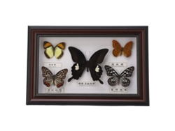 Ejemplar De Mariposas Reales En Marco Negro, Regalo De Cumpleaños, Decoración Del Hogar.