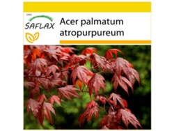 SAFLAX Conjunto de cultivo Arce japonés 20 semillas Con mini invernadero, sustrato de cultivo y 2 macetas Acer palmatum atropurpureum