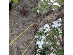 2026-sierra De Cadena Con Cuerda Portátil De 48 Pulgadas Para Árboles De Largo Alcance Hoja Doble 65 Acero Manganeso 25 Pies