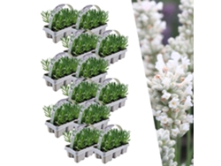 Lavanda blanca perfumada 72 Lavanda Angustifolia | plantas de lavanda resistentes | lavanda verdadera | plantas de jardin | 72 x Ø7 cm | 15 centímetros