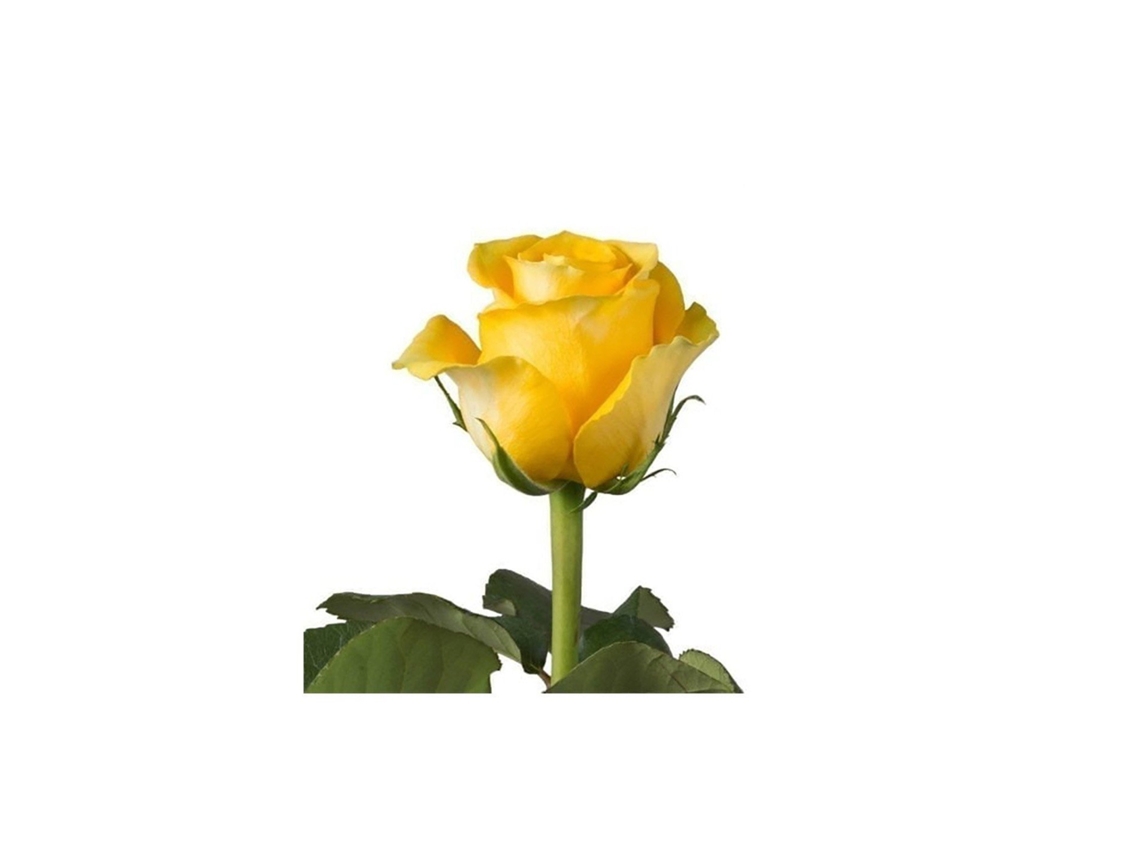 Rosas Variadas | Flor Natural | Ramo De 12 Tallos | 60cm De Alto Amarillas Brighton