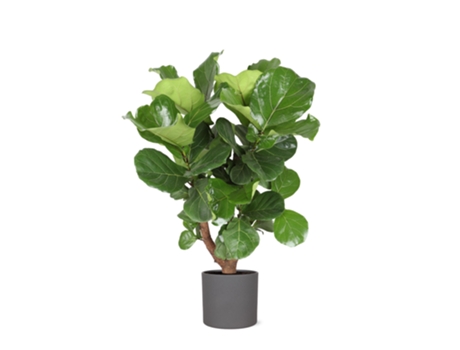 Planta de tabaco ramificada ficus lyrata 1 pieza 110 cm