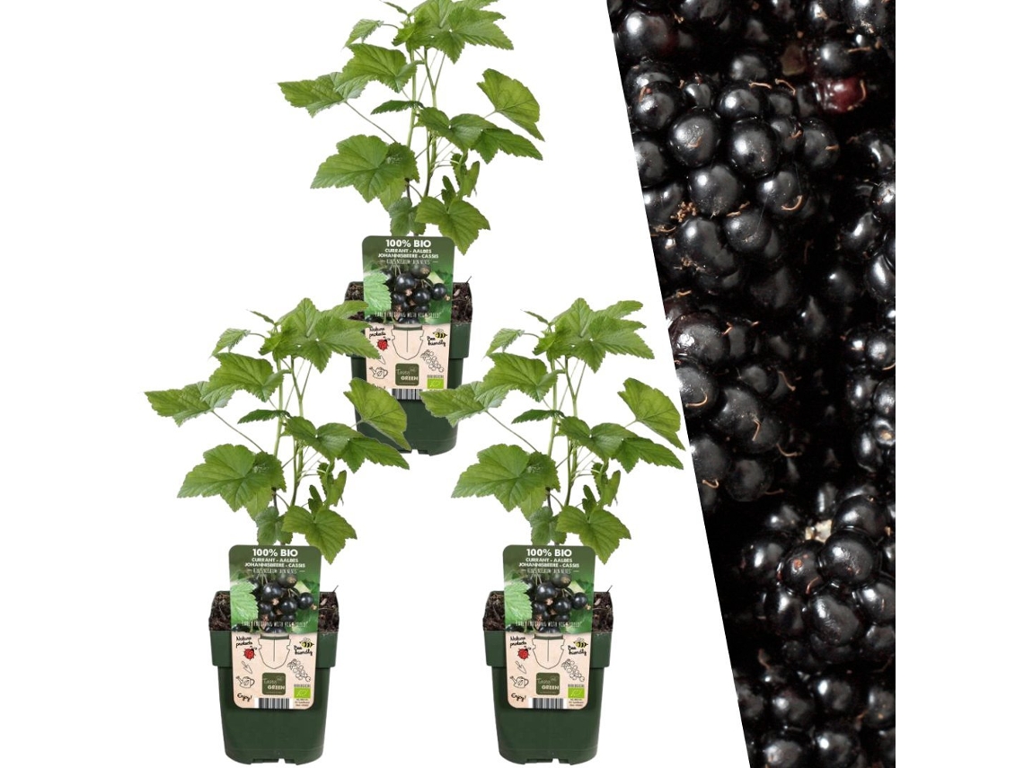 Plantas de Frank | 3 plantas de mora | 100 plantas frutales orgánicas | moras | plantas de jardin | Plantas resistentes para el jardín