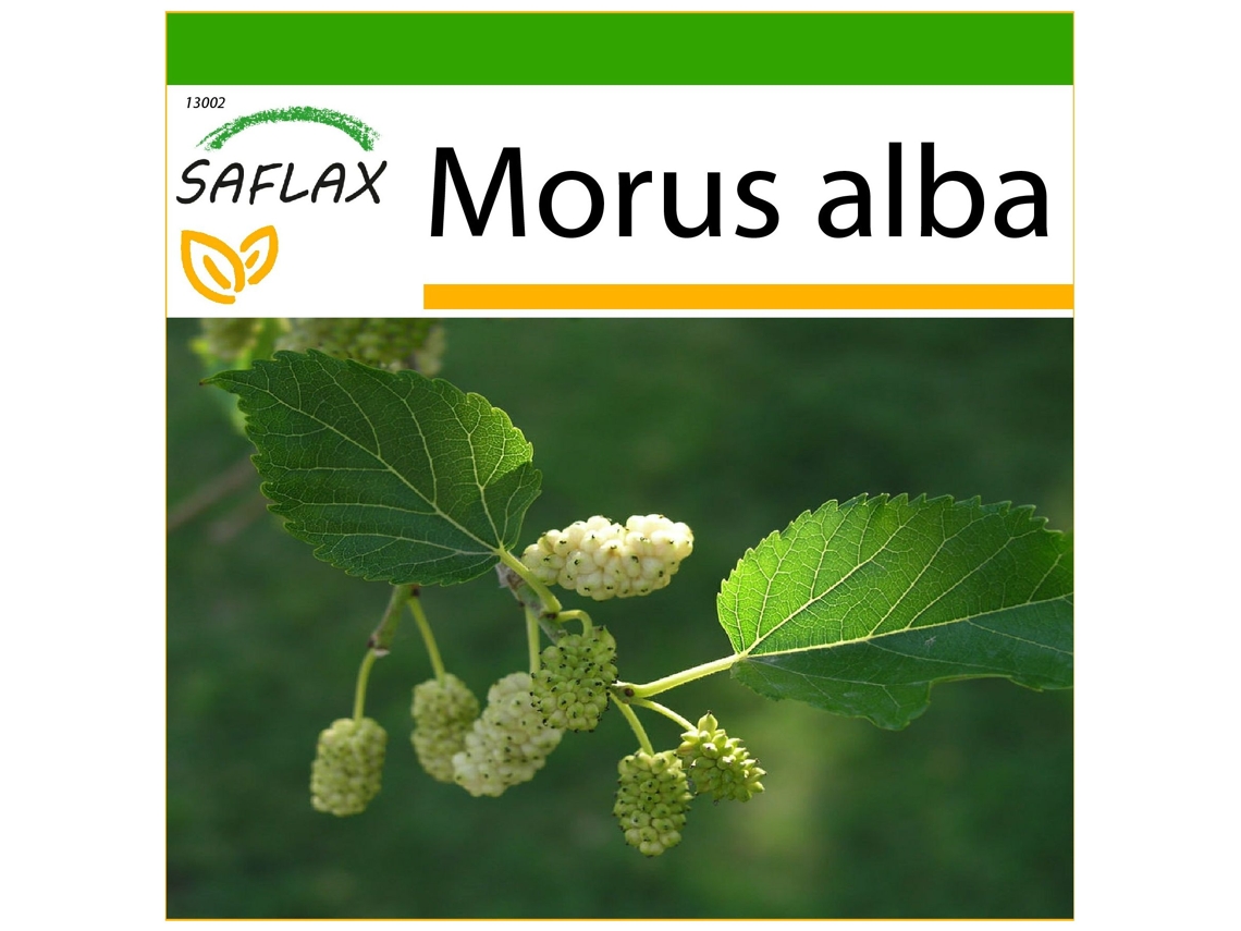 SAFLAX Morera blanca 200 semillas Con sustrato de cultivo libre de gérmenes Morus alba