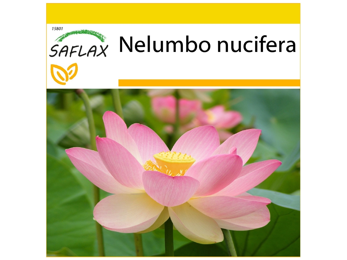 SAFLAX Conjunto de cultivo Lloto sagrado 8 semillas Con mini invernadero, sustrato de cultivo y 2 macetas Nelumbo nucifera