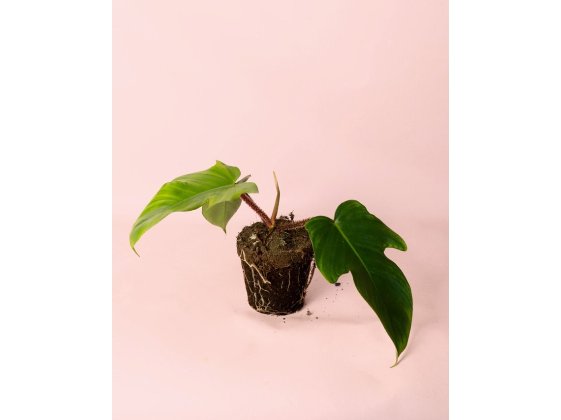 Philodendron Squamiferum | Planta trepadora tropical | Planta Pur