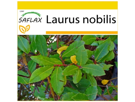 SAFLAX Conjunto de cultivo Laurel de Apolo 6 semillas Con mini invernadero, sustrato de cultivo y 2 macetas Laurus nobilis
