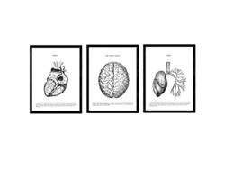 Set de 3 Pack de Láminas NACNIC Biología Corazón (A4)