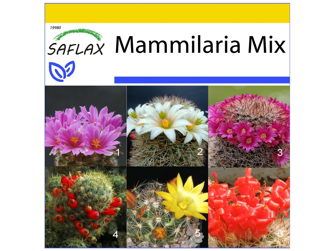 SAFLAX Conjunto de cultivo Mezcla mammillaria 40 semillas Con mini invernadero, sustrato de cultivo y 2 macetas Mammilaria Mix