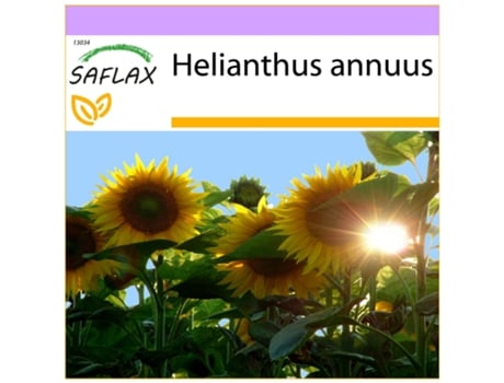 SAFLAX Girasol Titan 20 semillas Helianthus annuus