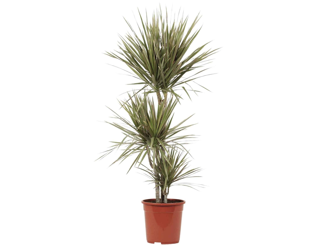 Planta Natural BIOMAPLANTS Dracaena Marginata 'Bicolor' (110-120 cm - Maceta 21 cm)
