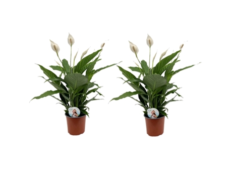 Plantas con flores - PLANT IN A BOX - Spathiphyllum Lima - Set de 2 - Maceta 17cm - Altura 60-75cm