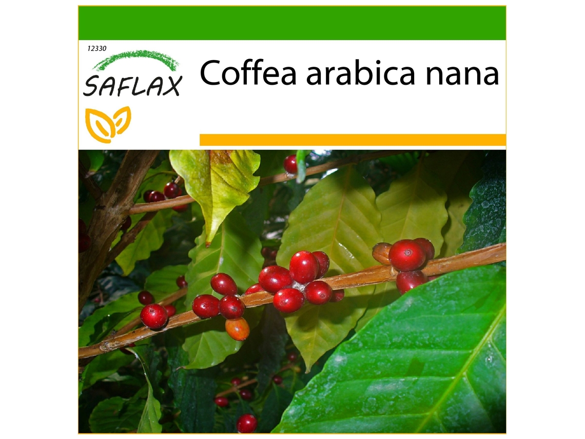 SAFLAX Planta del café 8 semillas Con sustrato de cultivo libre de gérmenes Coffea arabica nana