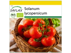 SAFLAX Conjunto de cultivo Ecológico Tomate Rosa de Berna 10 semillas Con mini invernadero, sustrato de cultivo y 2 macetas Solanum lycopersicum