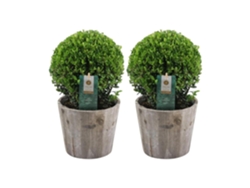 Bola de acebo | 2x Ilex crenata Jenny ball en maceta de madera | Conjunto de 2 piezas | 20 cm Ø diámetro | boj | plantas | plantas de jardin