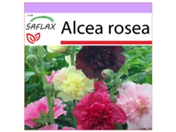 SAFLAX Mezcla de malvarrosas 100 semillas Alcea rosea