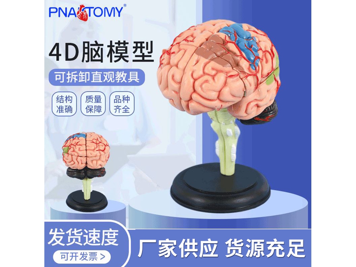 Modelo De Cerebro Ensamblado 4d Médico Con Estructura Anatómica Desmontable Para Uso Docente Y Educativo