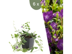 | 6 Plantas De Pervinca Roxa | Vinca Minor Atropurpurea | Cobertura Del Suelo Hardy | Perenes Hardy | Plantas De Jardín Hardy Plants By Frank