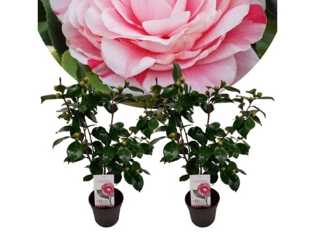 Plantas con flores - PLANT IN A BOX - Camellia japonica Bonomiana - Set de 2 - Maceta 15cm - Altura 50-60cm