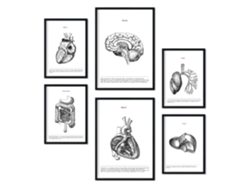 Set de 6 Poster NACNIC Órganos Internos (A3, A4)
