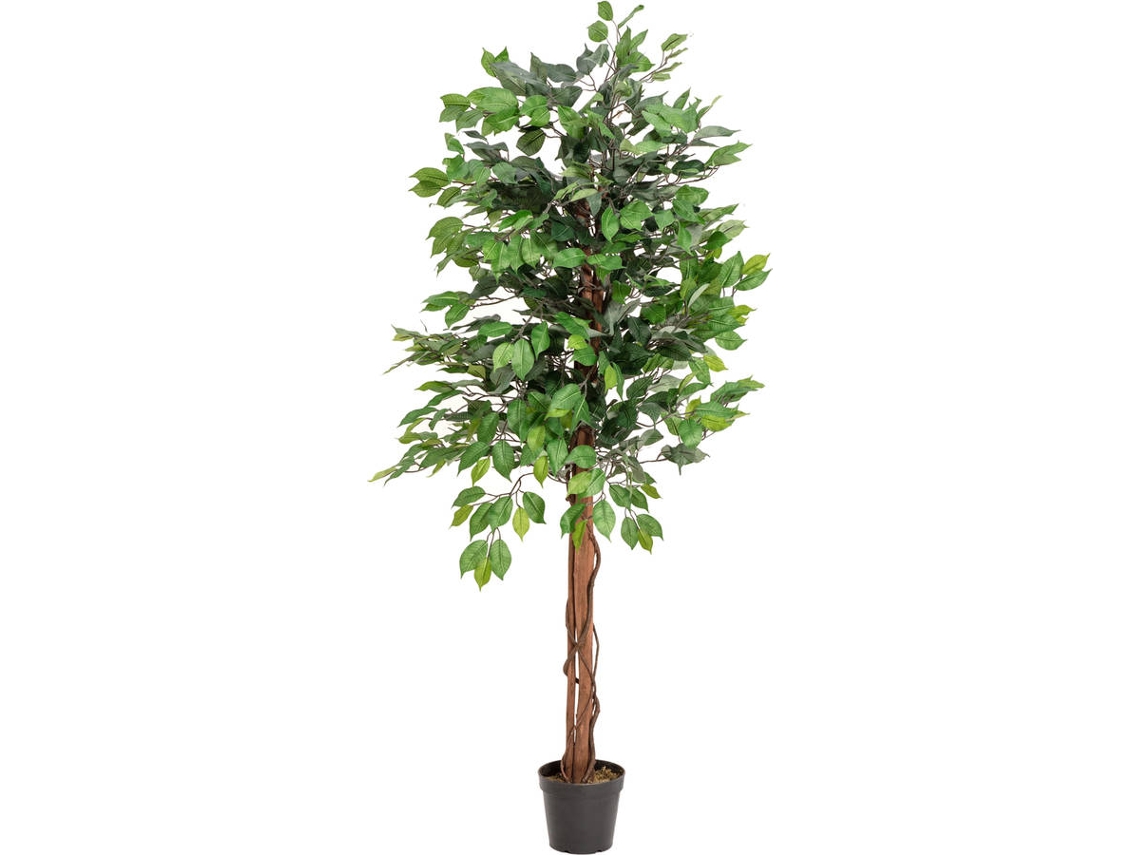 Planta Artificial EUROPALMS Ficus Multi Trunk (Verde - 150 cm)