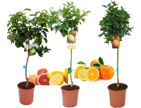 Pack Limonero Naranjo Pomelo Planta Natutal 110 cm Altura VIPARPLANT