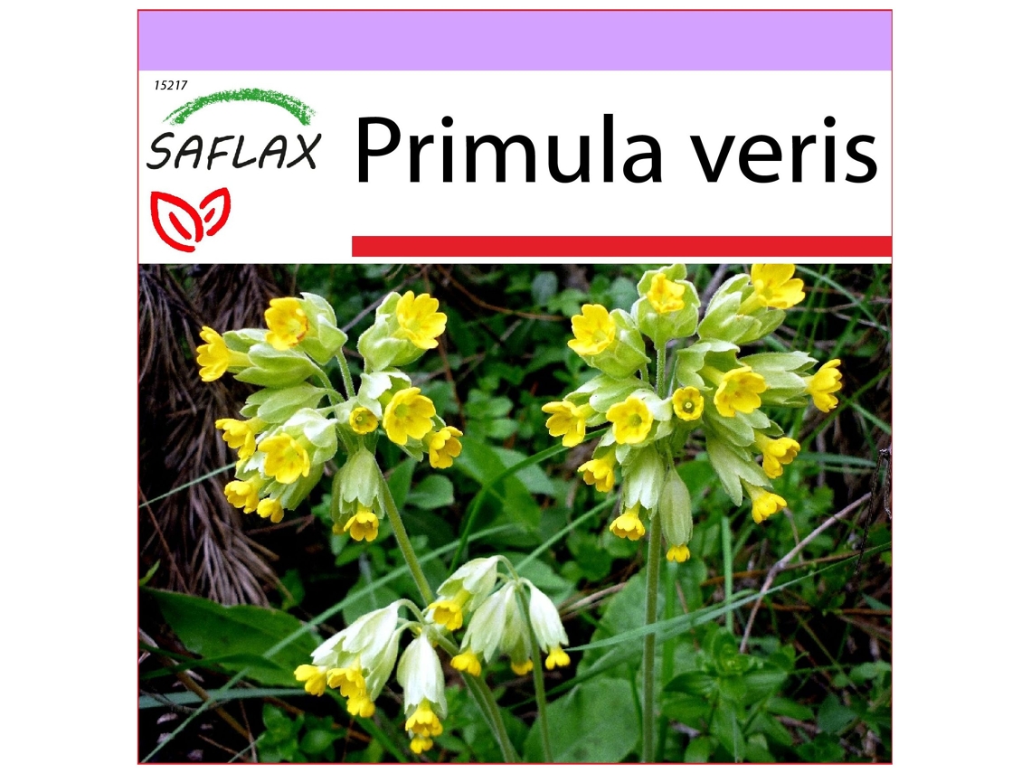 SAFLAX Primavera 100 semillas Primula veris