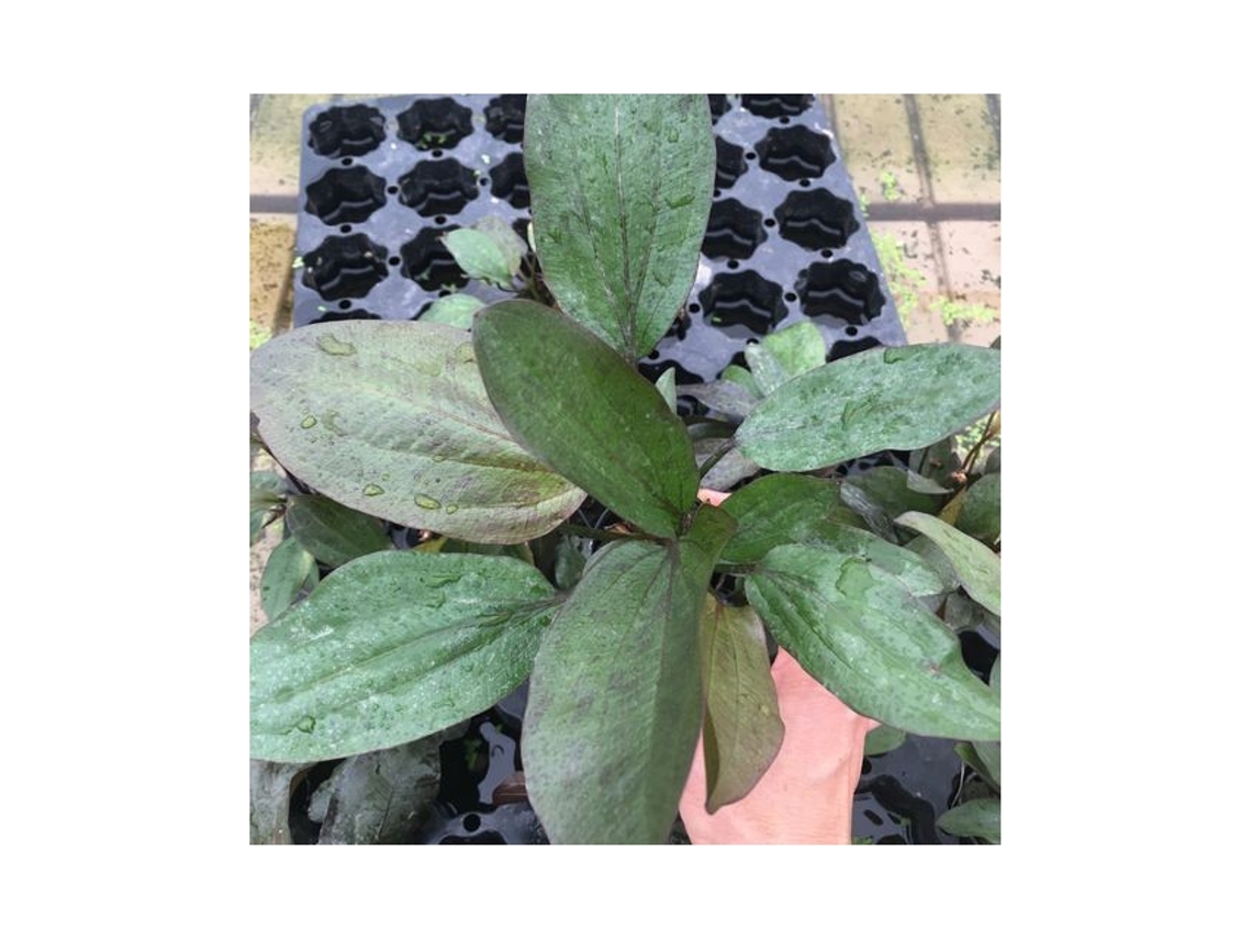 Echinodorus X "ozelot Red"