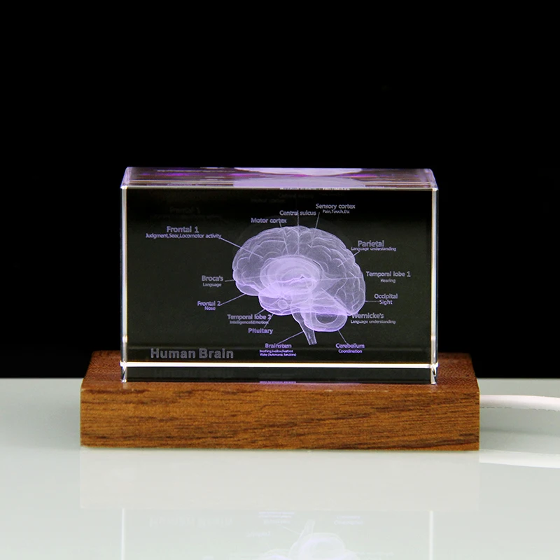 (base De Madera 5x5x8 Cm) Modelo 3d De Cerebro De Cristal, Expositor De Regalo Para Hospitales, Nervio Cerebral