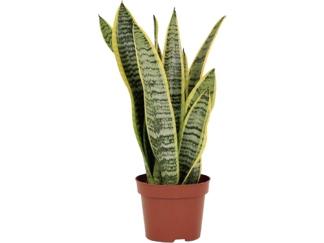 Planta Natural BIOMAPLANTS Sansevieria Laurentii (20- 30 cm)