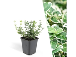 6 arbustos fusiformes coloridos: Euonymus 'emerald 'n Gaity' con cobertura vegetal resistente - Plantas de Frank