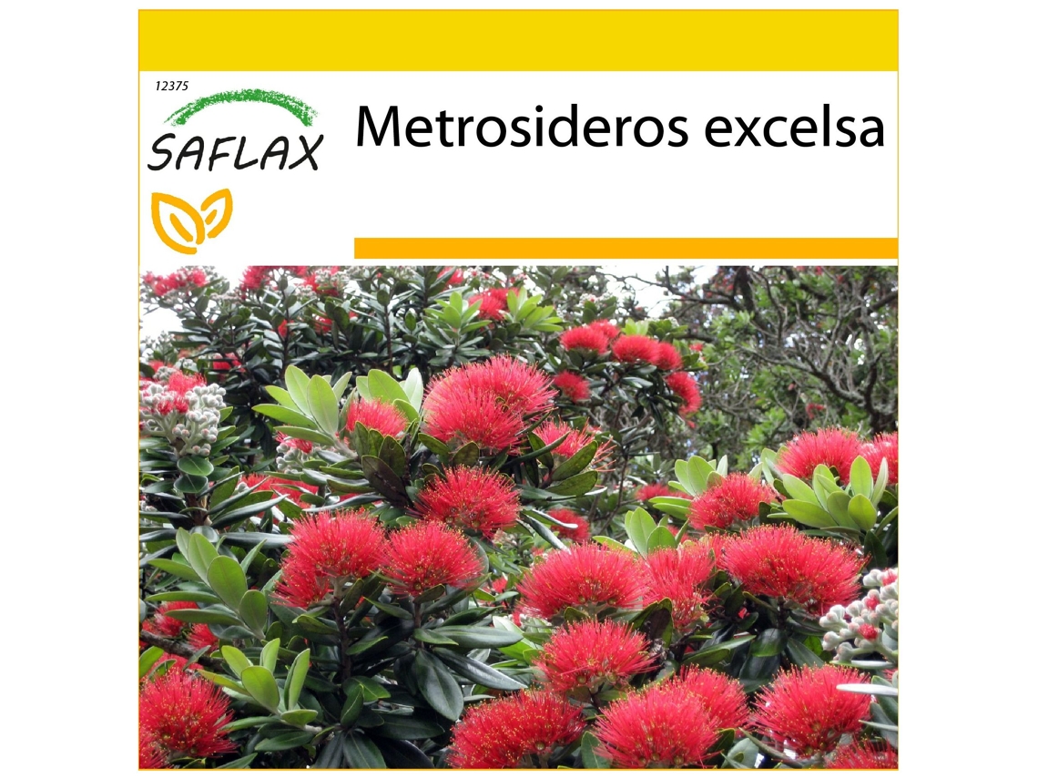 SAFLAX Conjunto de cultivo Árbol de hierro 300 semillas Con mini invernadero, sustrato de cultivo y 2 macetas Metrosideros excelsa