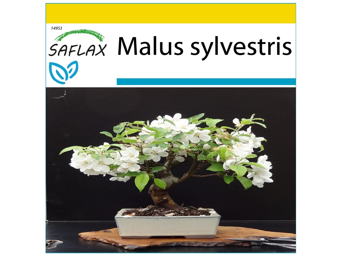 SAFLAX Conjunto de cultivo Manzano silvestre 30 semillas Con mini invernadero, sustrato de cultivo y 2 macetas Malus sylvestris