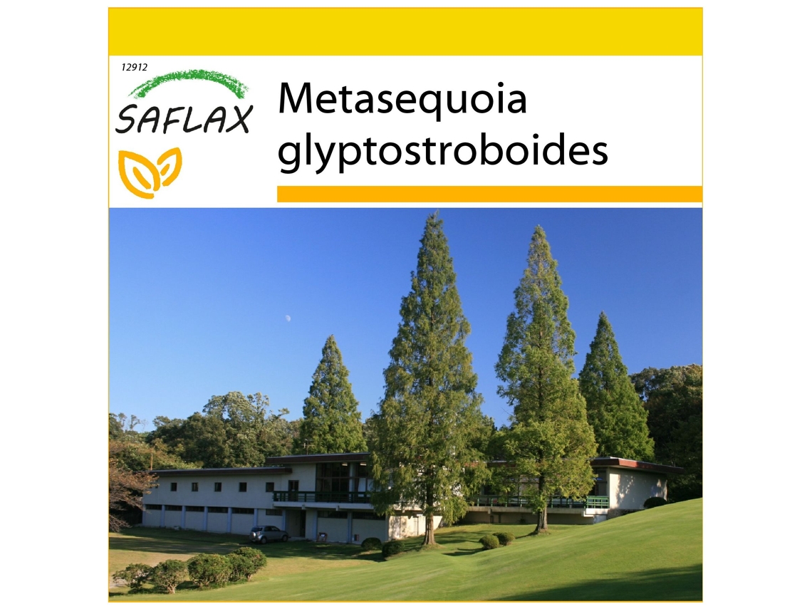 SAFLAX Conjunto de cultivo Metasecuoya 60 semillas Con mini invernadero, sustrato de cultivo y 2 macetas Metasequoia glyptostroboides