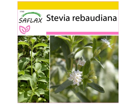 SAFLAX Conjunto de cultivo Hierba dulce 100 semillas Con mini invernadero, sustrato de cultivo y 2 macetas Stevia rebaudiana