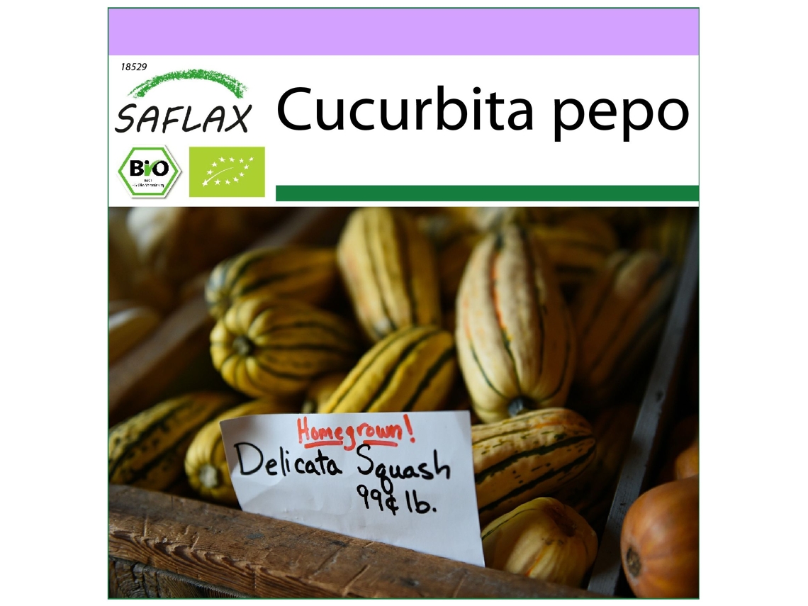 SAFLAX Ecológico Calabaza Delicata 6 semillas Cucurbita pepo