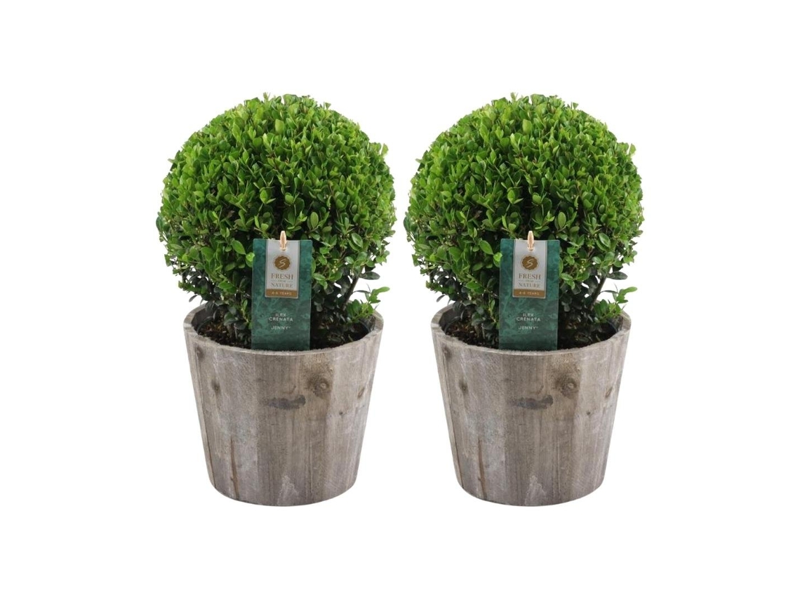 Bola de acebo | 2x Ilex crenata Jenny ball en maceta de madera | Conjunto de 2 piezas | 20 cm Ø diámetro | boj | plantas | plantas de jardin