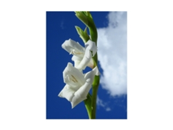 Gladiolos | Planta Natural | Ramo De 10 Tallos | Perfecta Para Día De Los Santos | Interior Y Exterior Blancos