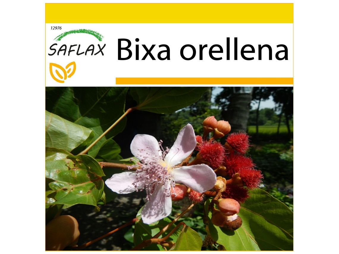 SAFLAX Conjunto de cultivo Achiote 20 semillas Con mini invernadero, sustrato de cultivo y 2 macetas Bixa orellena