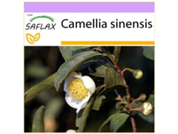 SAFLAX Árbol del té 6 semillas Camellia sinensis
