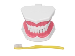 Modelo dental para practicar el cepillado articular - Herramienta didáctica de odontología