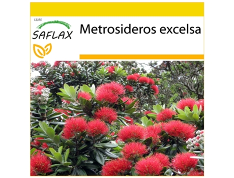 SAFLAX Conjunto de cultivo Árbol de hierro 300 semillas Con mini invernadero, sustrato de cultivo y 2 macetas Metrosideros excelsa